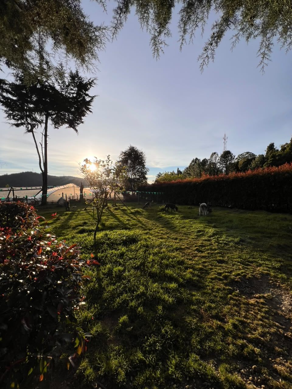 El terreno de PATA'PALS al atardecer, con perros sueltos en el pasto