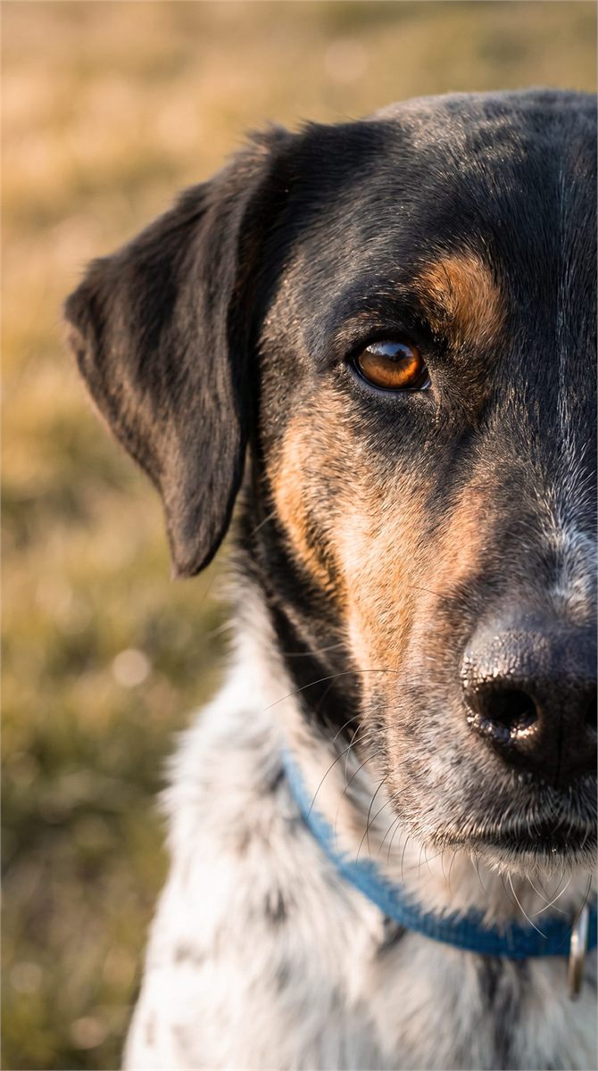 Retrato cercano de un perro de la guardería