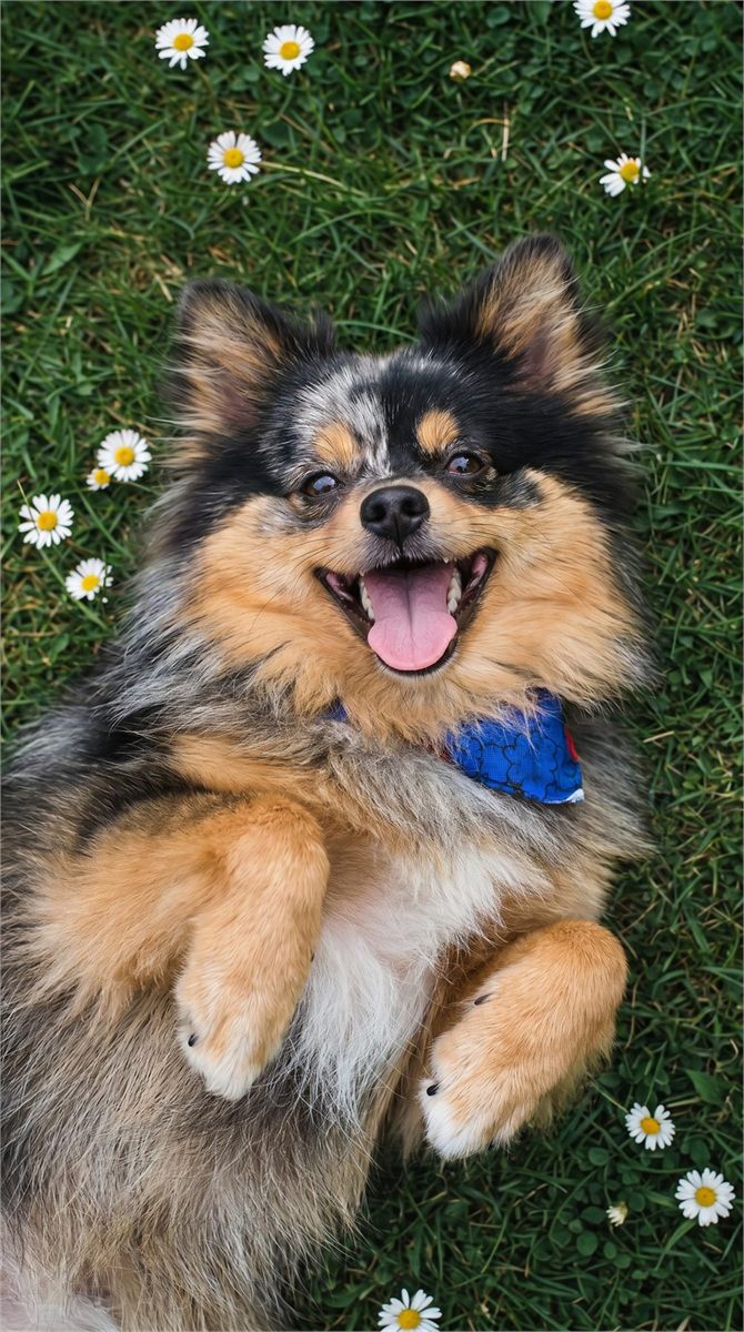 Perro revolcándose feliz en el pasto entre margaritas