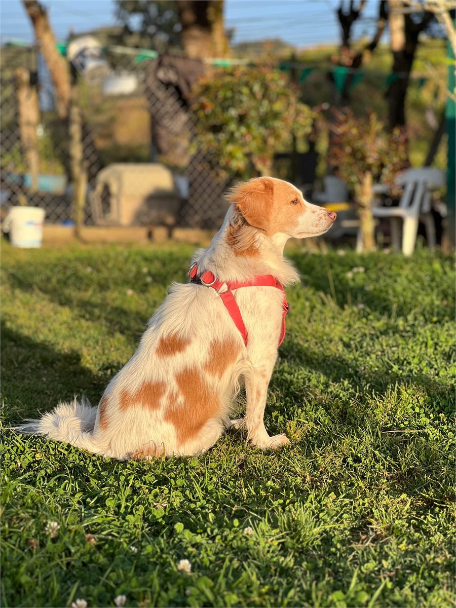 Perro sentado en el pasto de la finca con la luz del atardecer