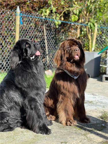 Thanos y Thor